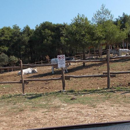 Guest House Accommodation Rupine Premantura Esterno foto