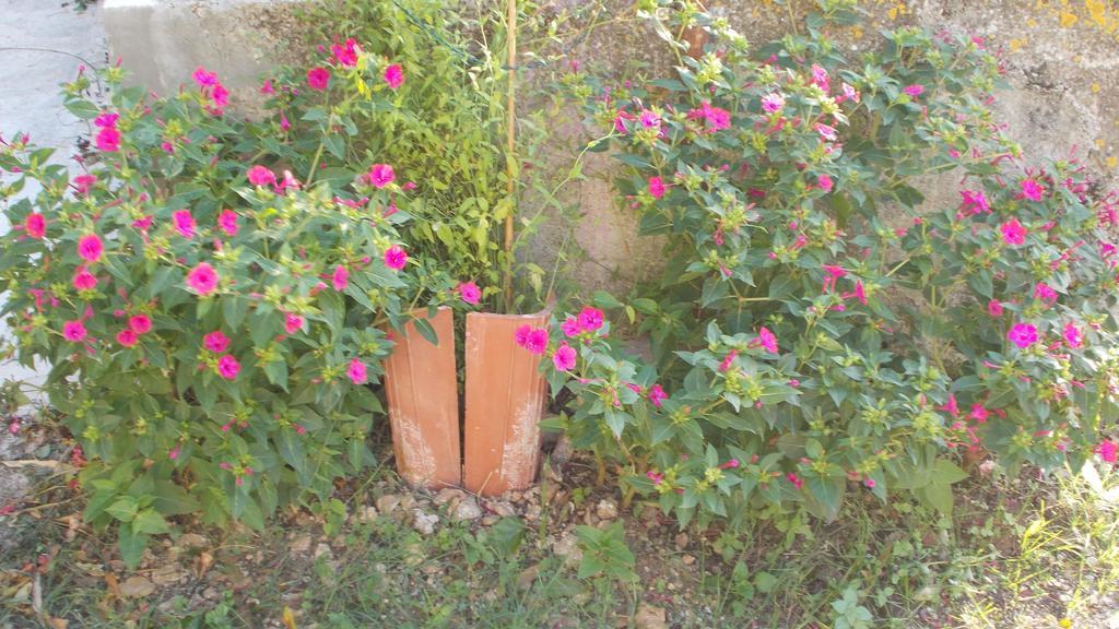 Guest House Accommodation Rupine Premantura Esterno foto