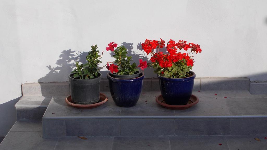 Guest House Accommodation Rupine Premantura Esterno foto