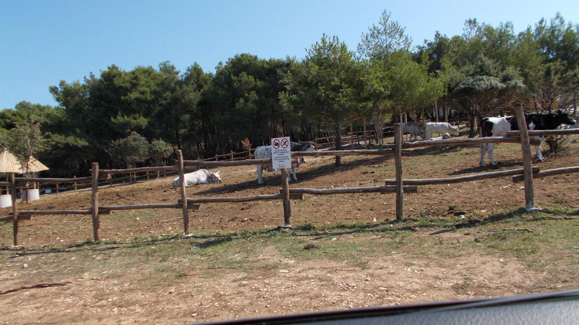 Guest House Accommodation Rupine Premantura Esterno foto