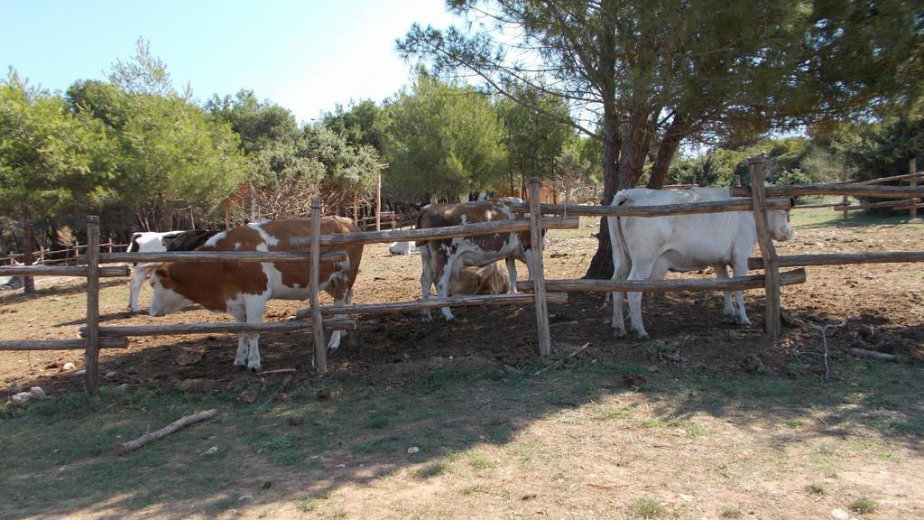 Guest House Accommodation Rupine Premantura Esterno foto