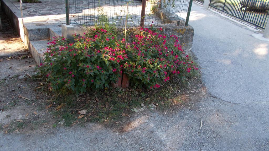 Guest House Accommodation Rupine Premantura Esterno foto
