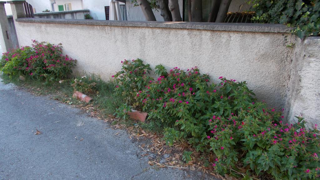 Guest House Accommodation Rupine Premantura Esterno foto